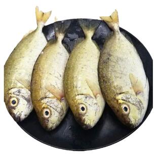 北海泥猛鱼新鲜冷冻深海鱼去鳃去内脏冰鲜娘子柠檬鱼特大商用海鲜