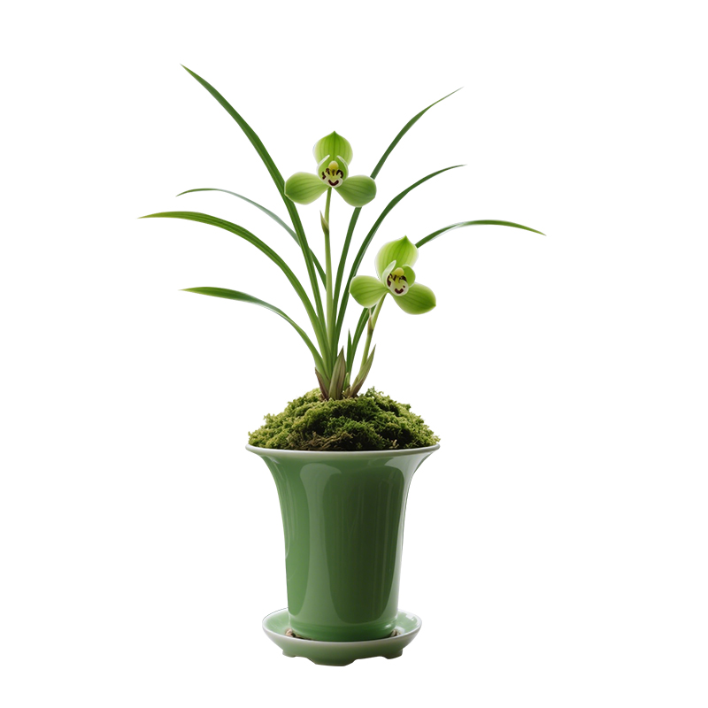 【逸品】兰花苗春兰细叶子窗台名贵盆栽花卉植物浓香兰草国兰室内