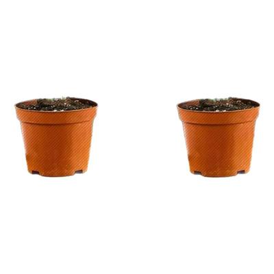 室内客厅花卉公室桌面绿植好养四季常青大盆栽好养文竹盆景植物