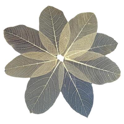 大叶榕树叶标本透明干花装饰材料