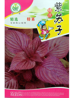金农紫叶苏种子家庭香料紫苏瓜