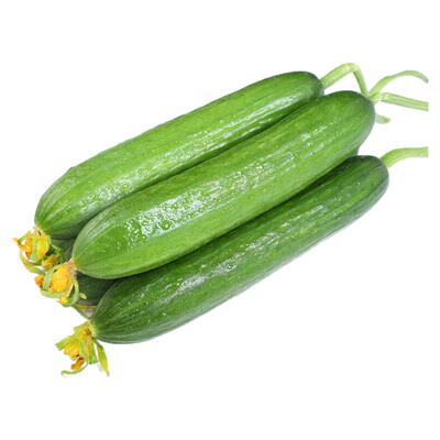 青瓜种子水果黄瓜大全盆栽蔬菜苗