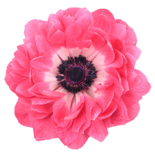 进口重瓣银莲花种子和谐系列室内阳台多年生春季秋季易播花卉种籽