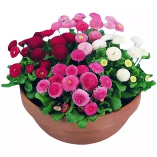 绒球小雏菊花种子四季播种开花易活盆栽花籽室外庭院鲜花种孑大全