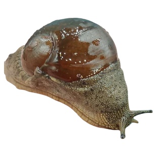 宠物蜗牛蜗活体巨型大蜗牛宠物观赏另类宠物帝王巨盾蛞蝓蜗牛活体