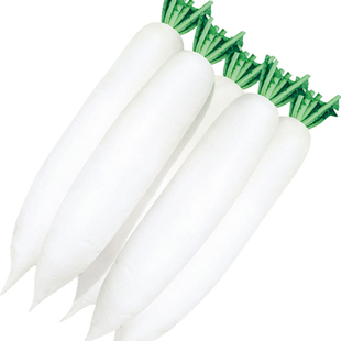 京研蔬菜萝卜种子阳台四季种菜易活叶根菜樱桃萝卜苤蓝莴笋苗种籽