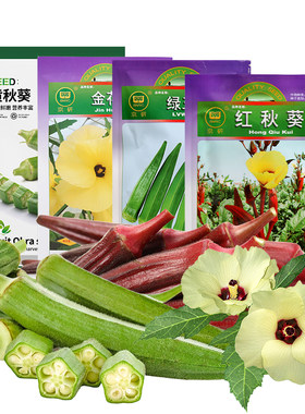农科院秋葵种子四季易种蔬菜苗