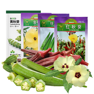 农科院秋葵种子红黄秋葵苗金花葵菜芙蓉四季阳台盆栽蔬菜种子菜籽