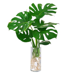 龟背竹水培植物室内好养绿植老桩客厅大叶盆栽除甲醛富贵竹天堂鸟