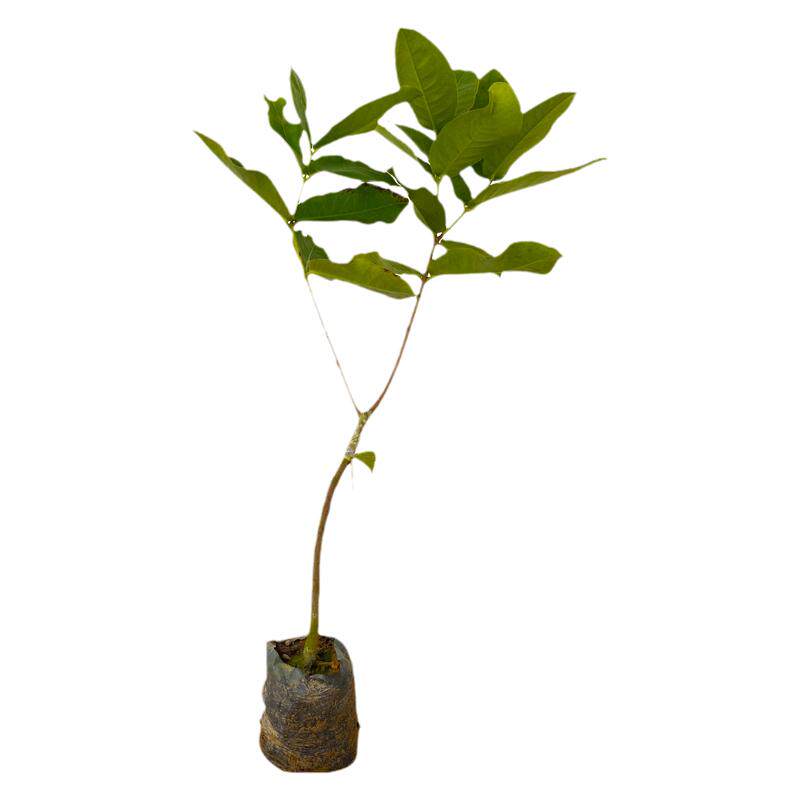 莲雾树苗嫁接黑糖芭比莲雾树苗