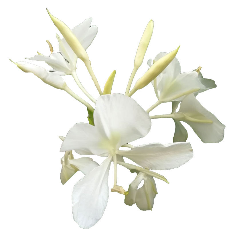 野姜花庭院绿植浓香型夏季开