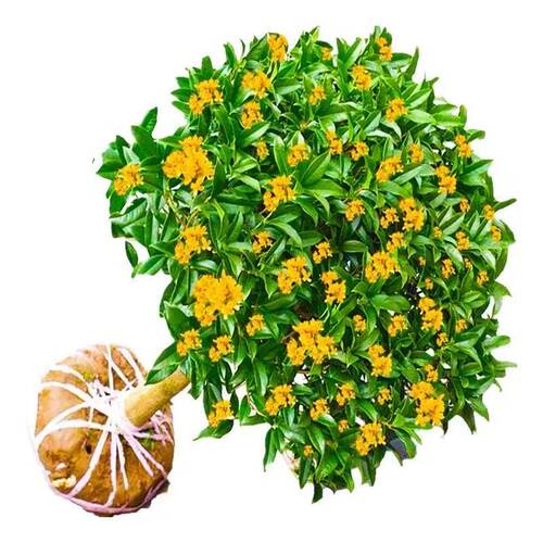 桂花树苗四季桂盆栽室内阳台好养可食用耐寒庭院老桩浓香型花卉