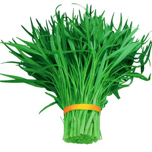 老朱空心菜种子四季盆栽阳台庭院蔬菜种子香菜生菜芥菜菠菜种籽孑