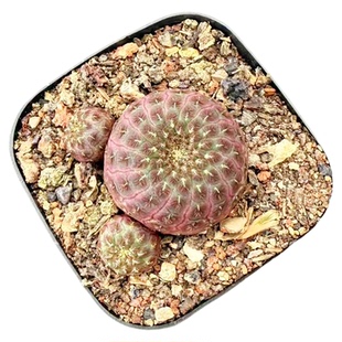 红丽丸宝山仙人球 鲜艳好养萝卜根不扎手花卉盆栽可爱多头小植物