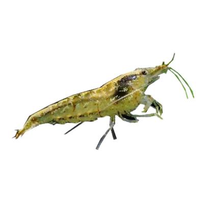 长臂花腰宠物清洁冷水除藻河虾