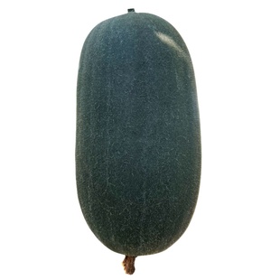 农科院墨宝小冬瓜种籽早熟高产广东黑皮东瓜种子大田春秋蔬菜种孑