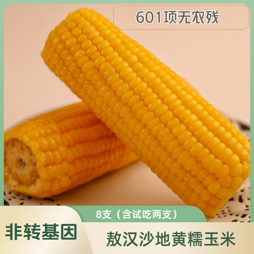 〈老马甄选〉试吃两根美蒙草原内蒙黄金小粒敖汉旗沙地甜糯玉米8