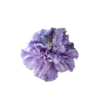 种花王大爷 木槿花苗盆栽耐热好养多年生阳台庭院花卉