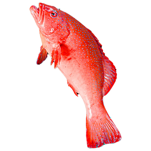 东星斑石斑鱼鲜活冷冻野生新鲜东兴斑深海2斤水产年货送礼伴手礼