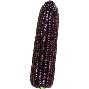 甜加糯黑玉米种子高产早熟大棒水果糯玉米种籽黑糯玉米超甜孑香紫