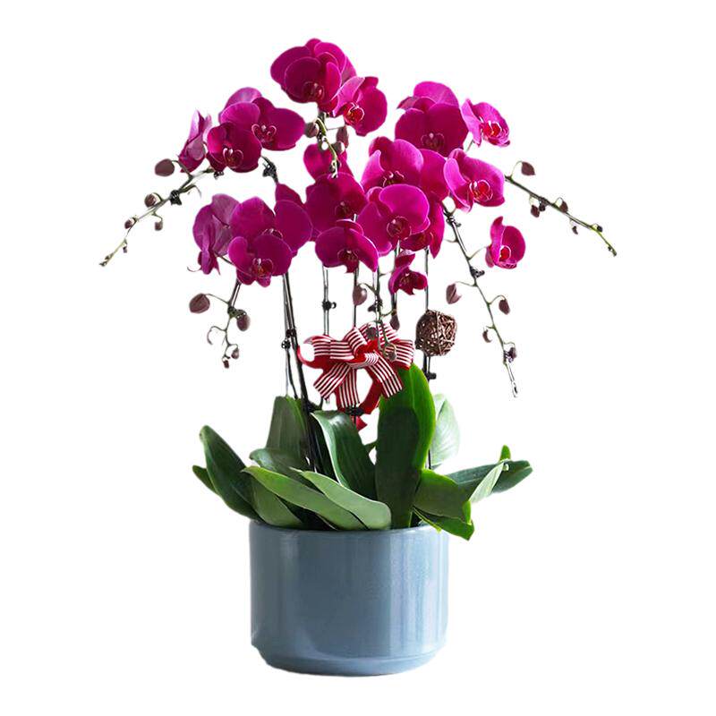 蝴蝶兰供佛鲜花盆栽乔迁新居兰花