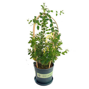 金银花树苗可食用药红色五彩老桩浓香型花卉盆栽阳台庭院爬藤植物