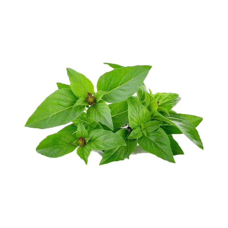 廊下滋味九层塔50g-500g 新鲜金不换鱼香草三杯鸡冬阴功材料香料