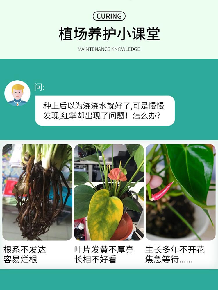 红掌专用肥料 水培红掌白掌营养液叶子发黄专用肥 红掌专用营养液