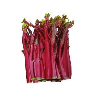 早熟白菜苔种籽白菜心种子香甜早白菜苔一年四季阳台庭院蔬菜菜种