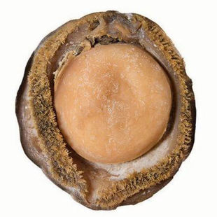 南非鲍鱼天然淡干精选足干网鲍溏心鲍鱼送礼佳品吉品鲍鱼干货500g