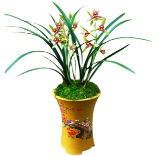 带花苞发货建兰四季兰铭品小国魂兰花苗逸红双骄浓香型室内花卉