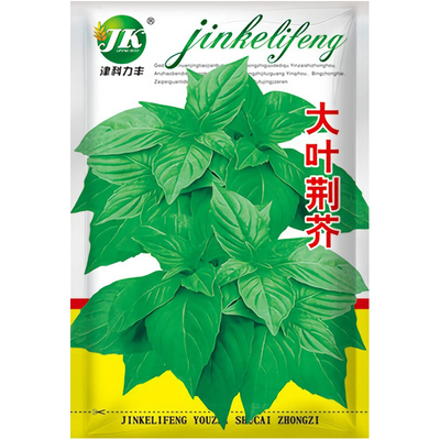四季播种蔬菜大叶荆芥种生长迅速