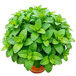 薄荷盆栽可食用香草水培植物大苗留兰香室内清香驱蚊四季阳台绿植