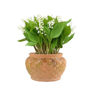 铃兰花盆栽带花苞带芽进口种球花苗四季开花好养室内室外花卉植物