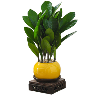 金钱树盆栽室内客厅绿植四季好养植物办公室工位桌面花卉摆件盆景