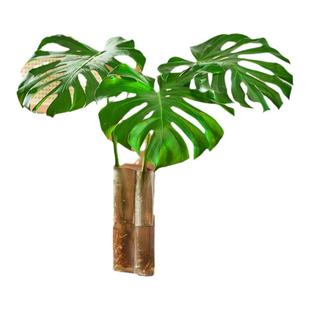 龟背竹水培植物大叶客厅室内好养活绿植桌面办公室水养鲜切枝盆栽