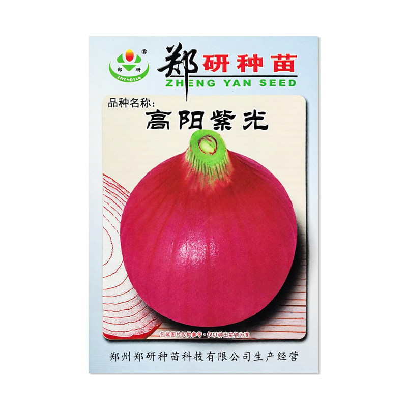 郑研高阳紫光洋葱种子