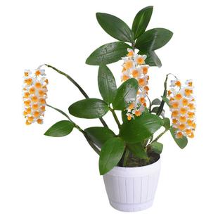 球花石斛兰春夏四季常青室内阳台庭院盆栽观赏绿植物花卉寄生吊兰