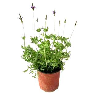 林荫鼠尾草四月夜粉色盆栽萨利芳庭院阳台户外花镜宿根多年生植物