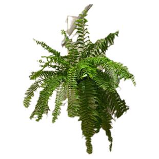 包邮蕨类绿植物肾蕨龙骨蕨盆栽中大型室外内常绿盆栽净化空气阳台