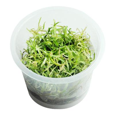 白玉太阳无菌水草鱼缸植物