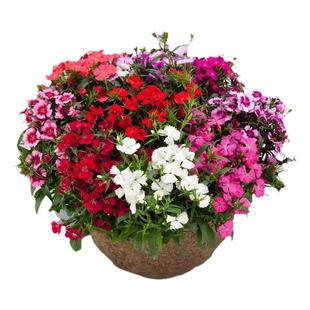 五彩石竹花苗耐寒耐热蜜桃派石竹盆栽易活庭院带花苞开花不断四季