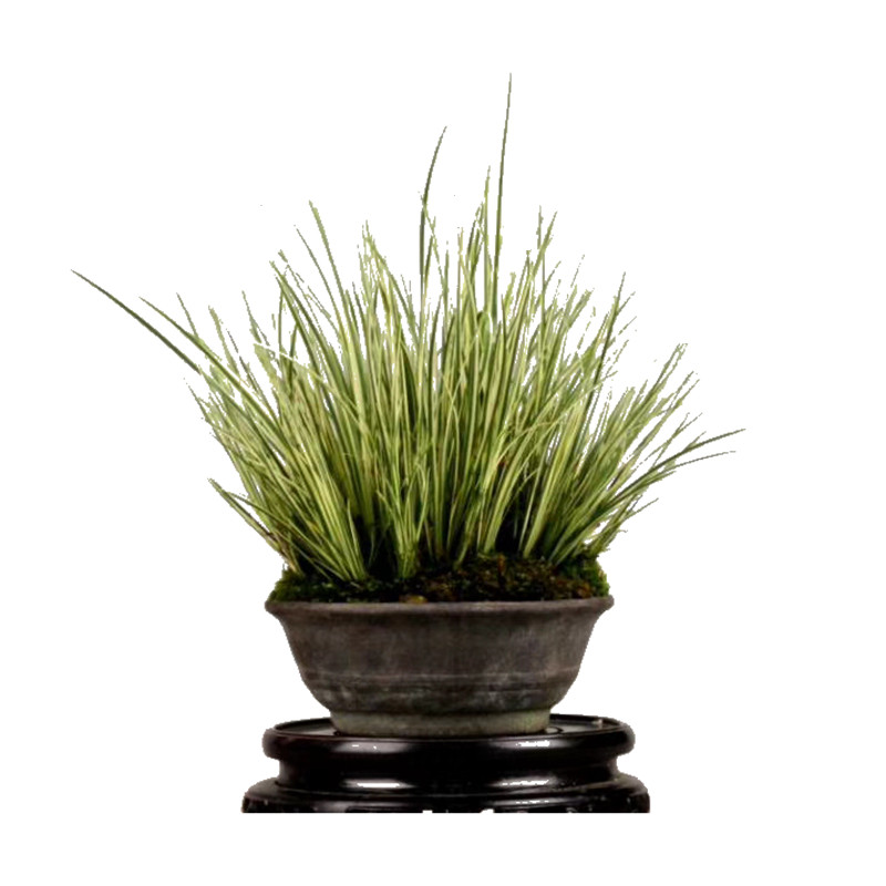 龙根菖蒲叶艺花叶金边蒲草有栖川正宗胧月金凤凰大香苗案头盆景