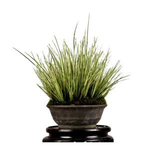 龙根菖蒲叶艺花叶金边蒲草有栖川正宗胧月金凤凰大香苗案头盆景