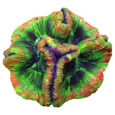 巴厘珊瑚活体精品油彩红绿