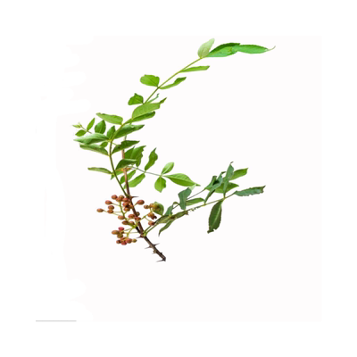 花椒苗树当年结果盆栽果树果苗