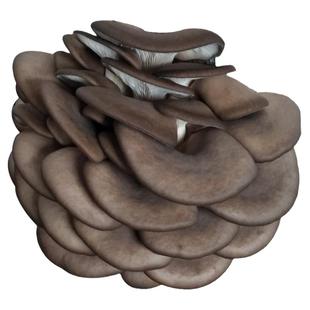 平菇菌种一级种母种试管种食用菌种二级种原种灰黑色平菇种子菌种