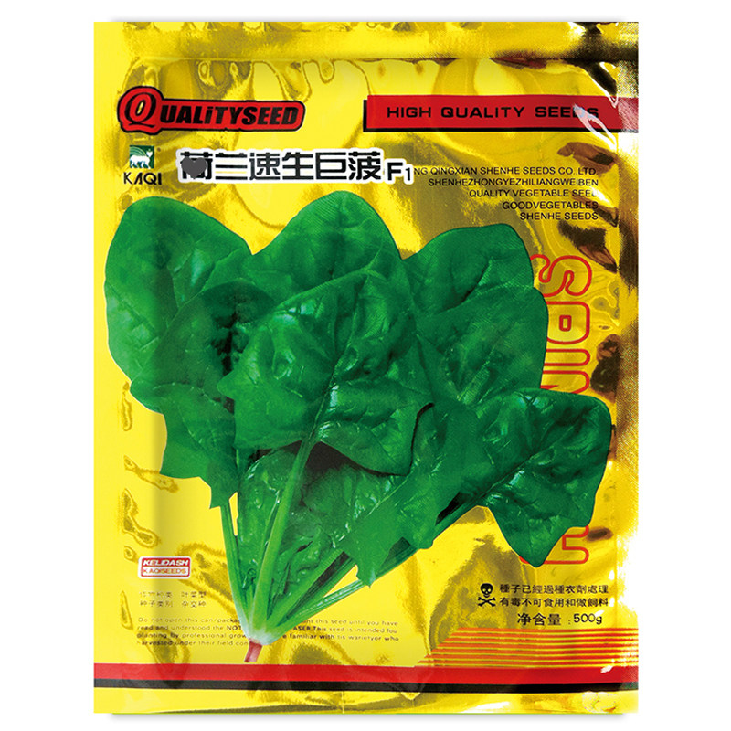 荷兰速生菠菜种子大叶菠菜