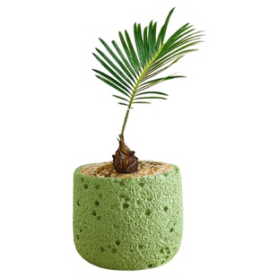 铁树盆栽室内客厅办公室趣味解压绿植好养活四季植物苏铁摆件盆景