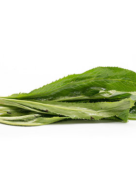 新鲜大香菜泰国大芫荽傣味刺芹